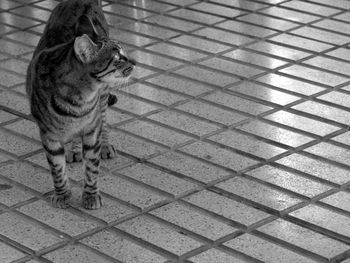 High angle view of cat