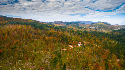 Scenic view of forest against sky