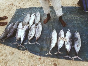 Low section of man standing by fish in market