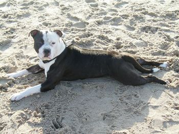 Dog on beach