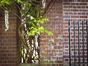 Close-up of ivy growing on brick wall