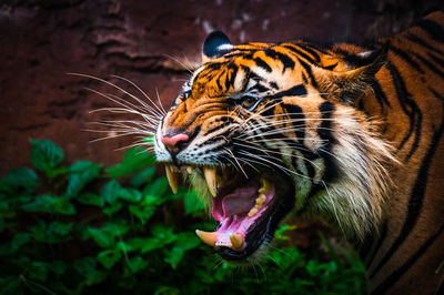 Close-up of a cat