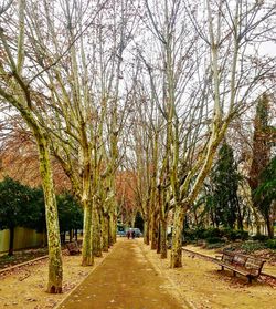 Road amidst bare trees against sky