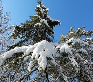 Low angle view of snow covered tree against blue sky