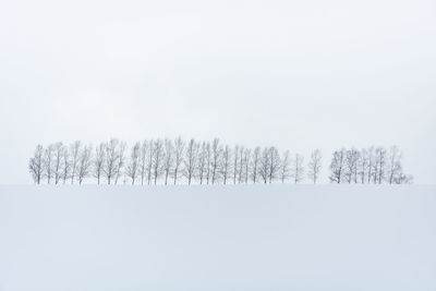 Flock of birds on field against sky during winter