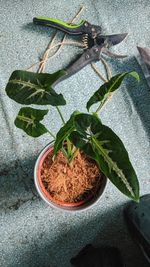 High angle view of potted plant