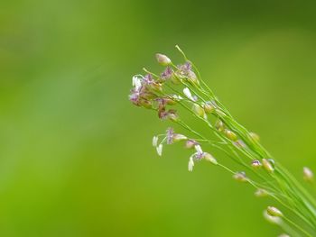 Close-up of pink flowering plant