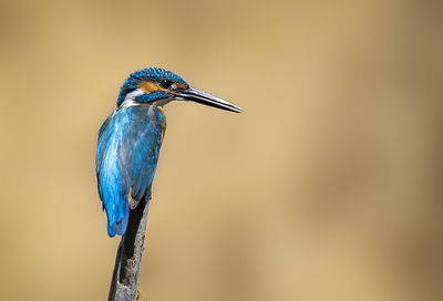 Close-up of bird perching on a branch