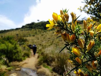 Close-up of yellow flower against trees