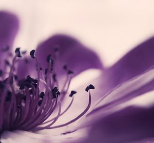 Close-up of pink flower