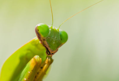 Close up of a green praying mantis