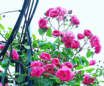 Close-up of pink roses