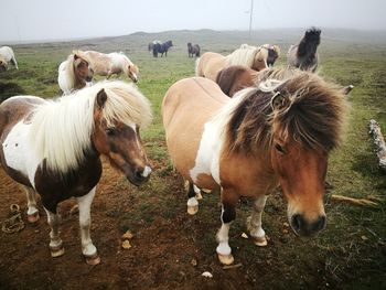 Shetland ponies in unst, shetland, scotland, uk