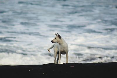 White dog standing in water