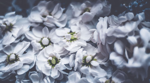 Close-up of white flowers