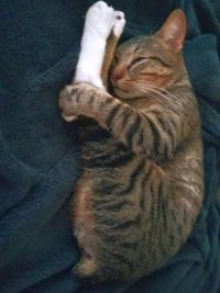 Close-up of cat resting