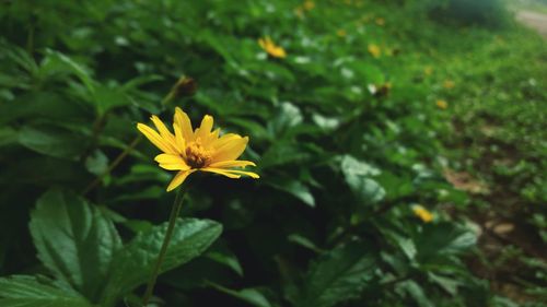 Close-up of yellow flower