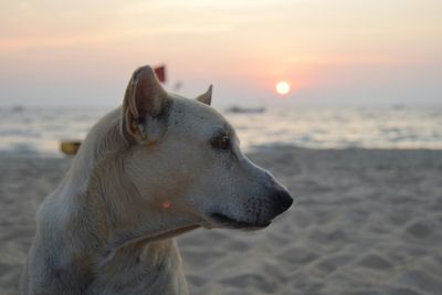 Close-up of dog looking away at sunset