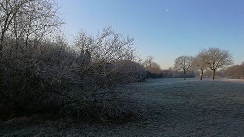 Bare trees against clear sky during winter