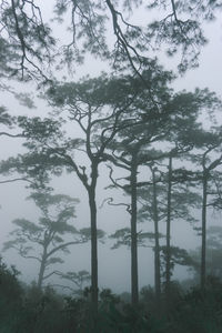 Low angle view of trees against sky