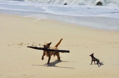 High angle view of dog on beach