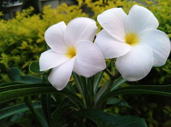 Close-up of white flowers in park