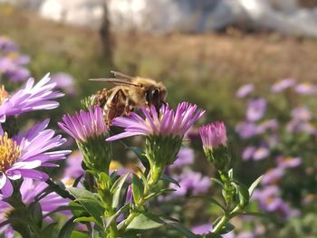 Close-up of bee on purple flower