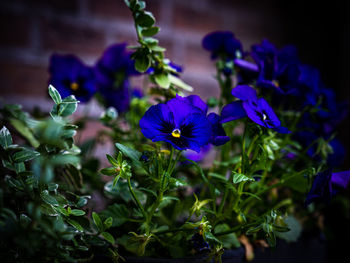 Blue flower