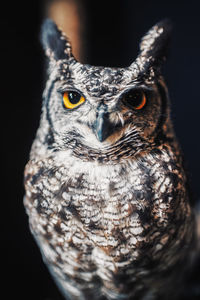 Close-up portrait of owl against black background