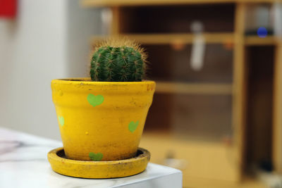 Close-up of cactus plant on table at home