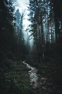 Dirt road amidst trees in forest