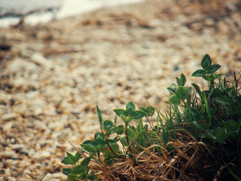 Close-up of plants growing on field