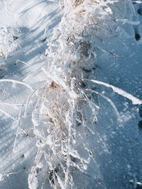 Close-up of snow covered land