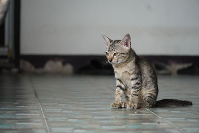 Cat sitting on floor