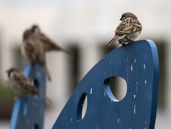 Close-up of two birds on metal