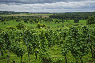 Vineyard landscape