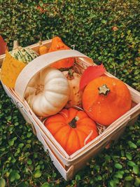 High angle view of pumpkin on field