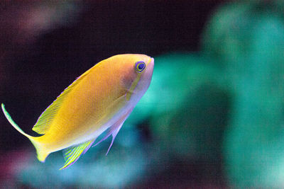 Close-up of fish swimming in tank at aquarium