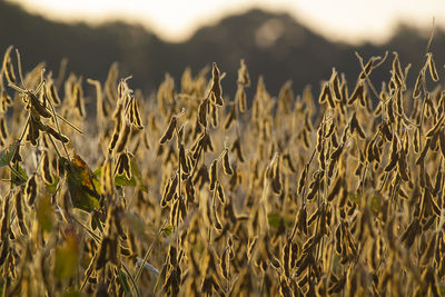 Close-up of stalks in field