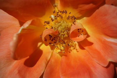 Macro shot of orange rose flower