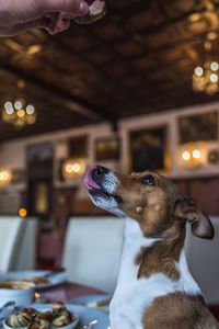 Close-up of dog looking away