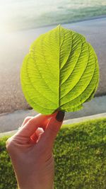 Close-up of cropped hand holding leaf