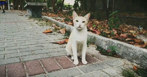 Portrait of cat