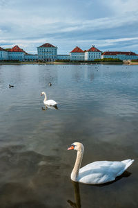 Swans swimming in lake