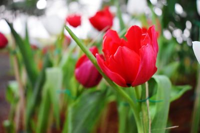 Close-up of red tulips blooming in park