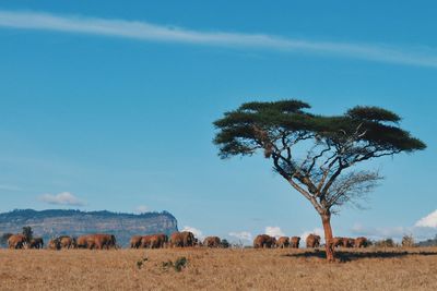 Trees on field against blue sky