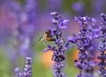 Close-up of bee pollinating on purple flowering plant