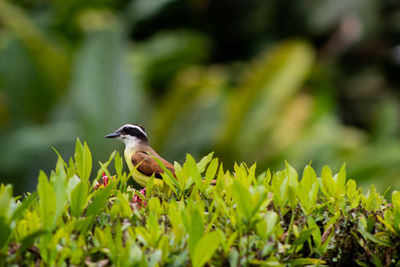 Bird perching on a plant