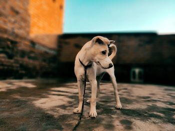 Dog looking away