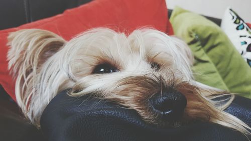 Hairy dog relaxing on sofa at home
